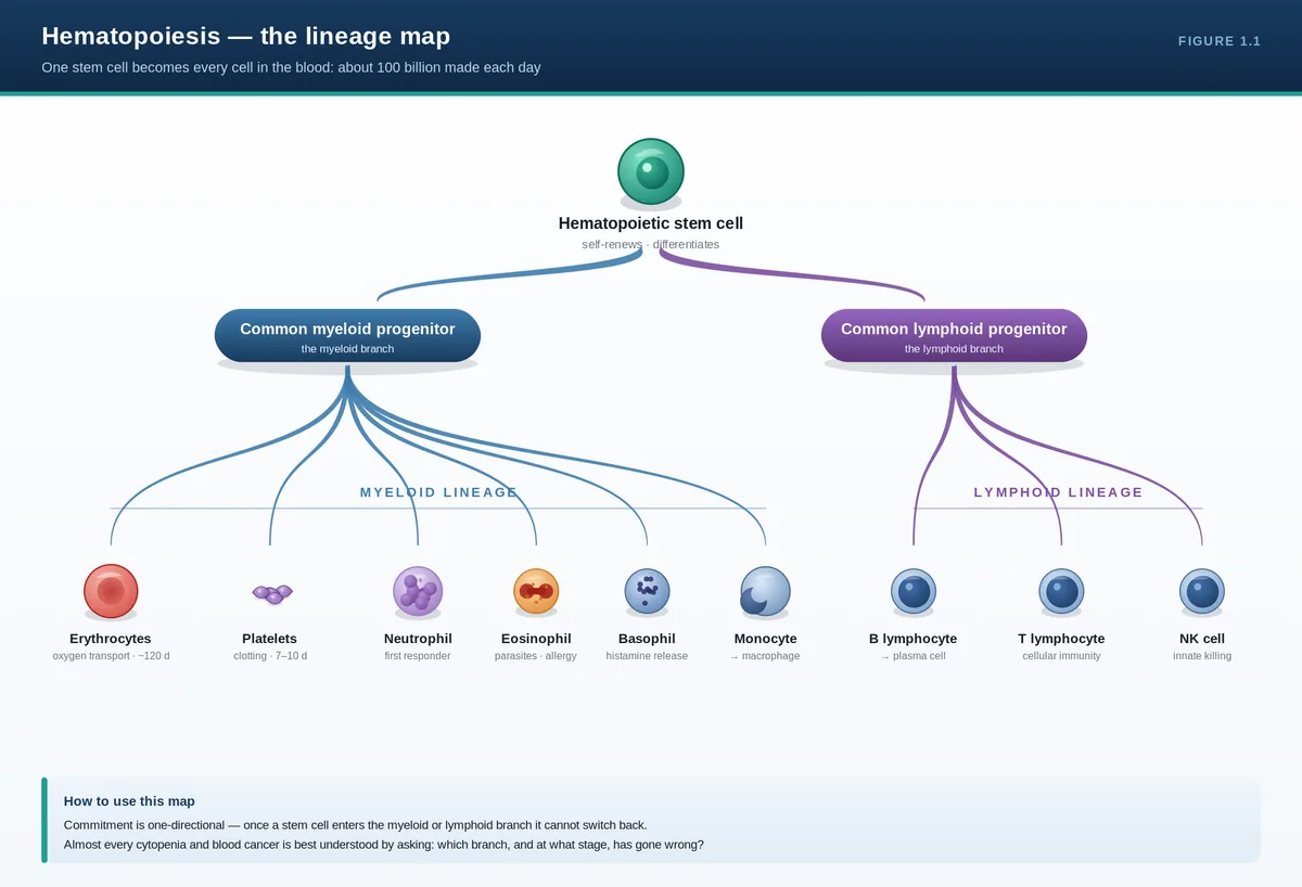 Hematopoiesis — the lineage map