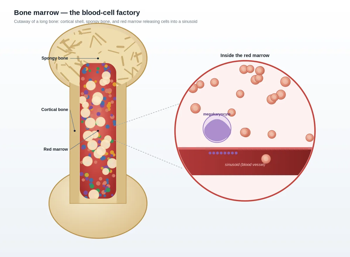 Bone marrow — anatomical cutaway