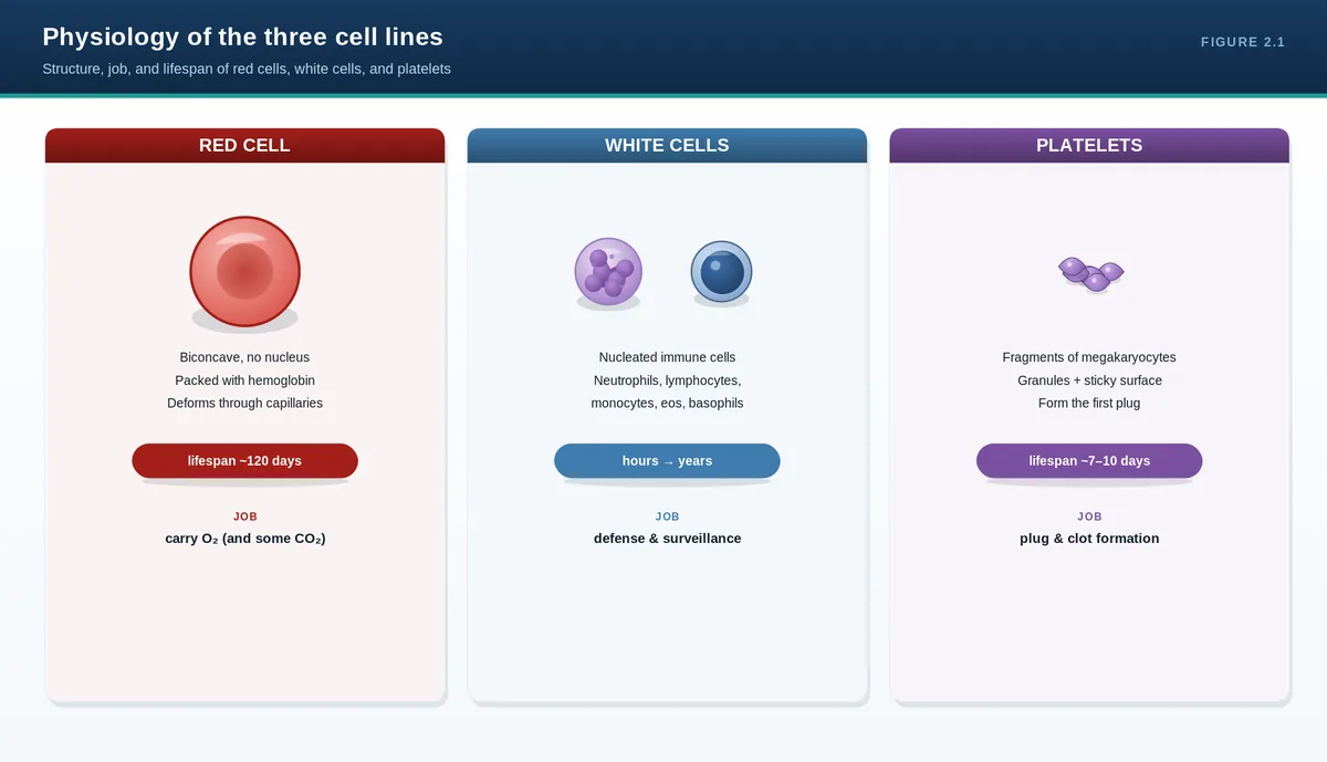 Physiology of the three cell lines