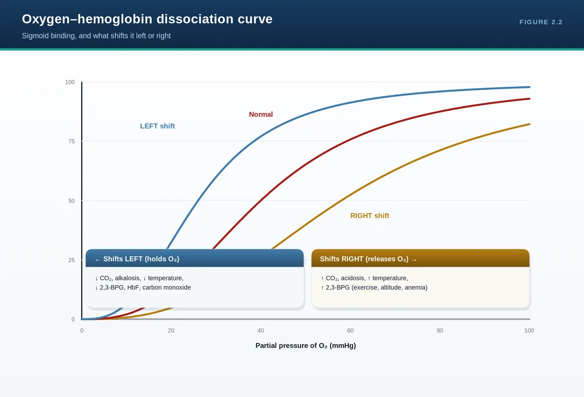 Oxygen–hemoglobin dissociation curve