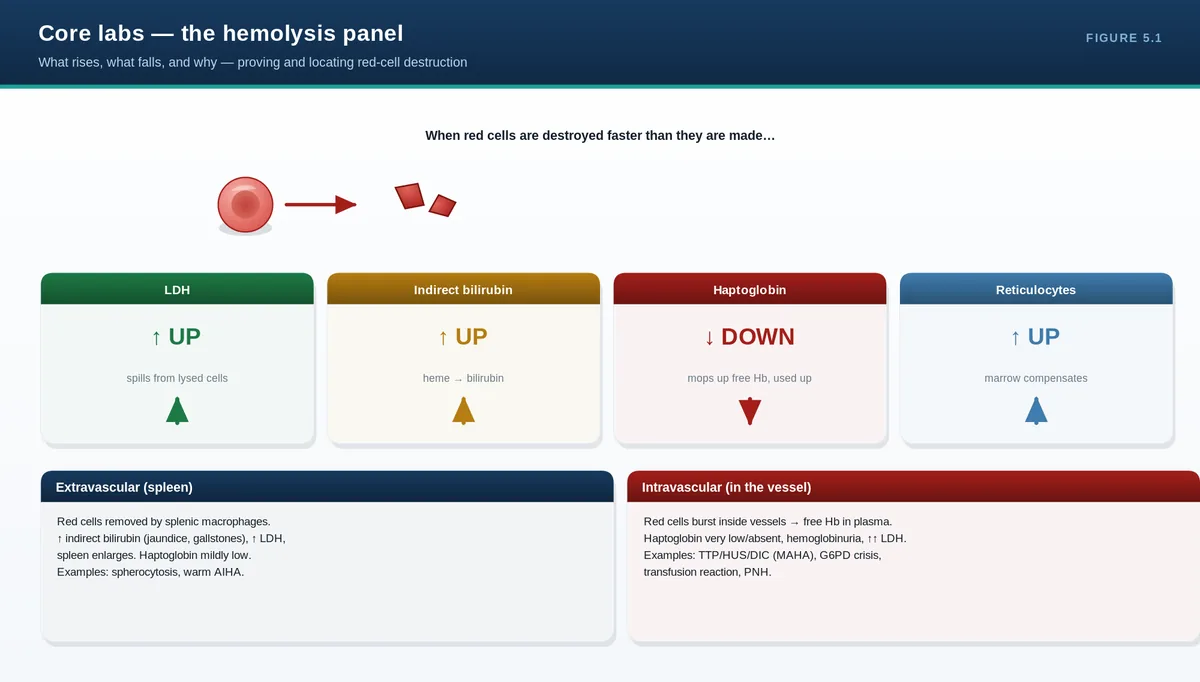 Core labs — the hemolysis panel