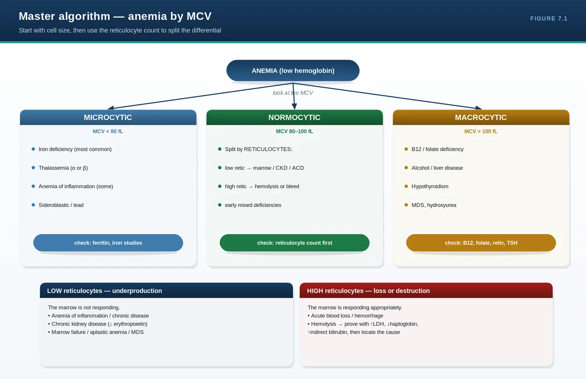 Master algorithm — anemia by MCV
