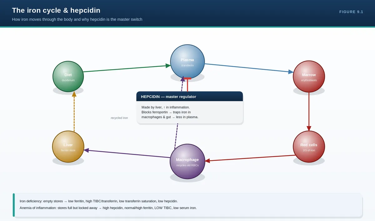The iron cycle & hepcidin