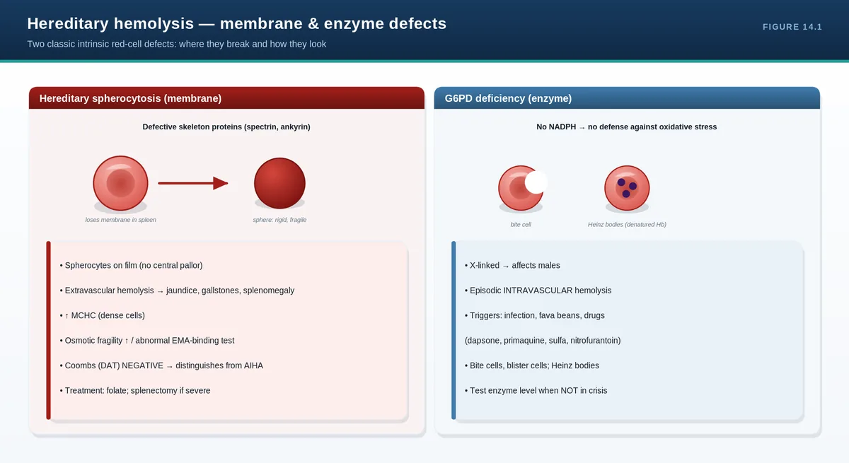 Hereditary hemolysis — membrane & enzyme defects