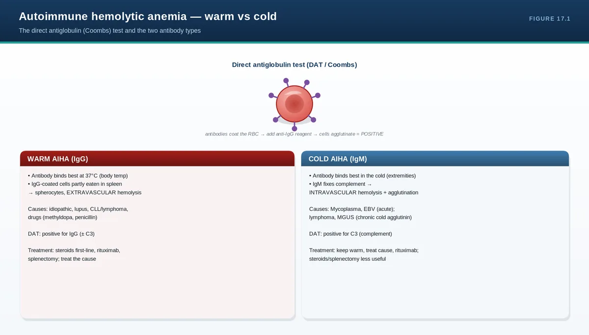 Autoimmune hemolytic anemia — warm vs cold