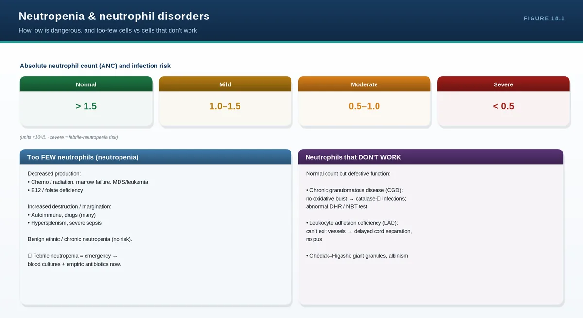 Neutropenia & neutrophil disorders
