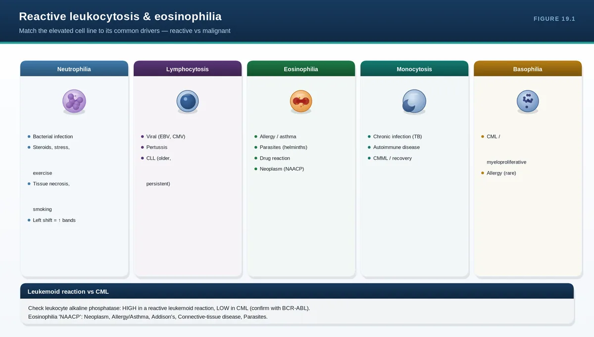 Reactive leukocytosis & eosinophilia