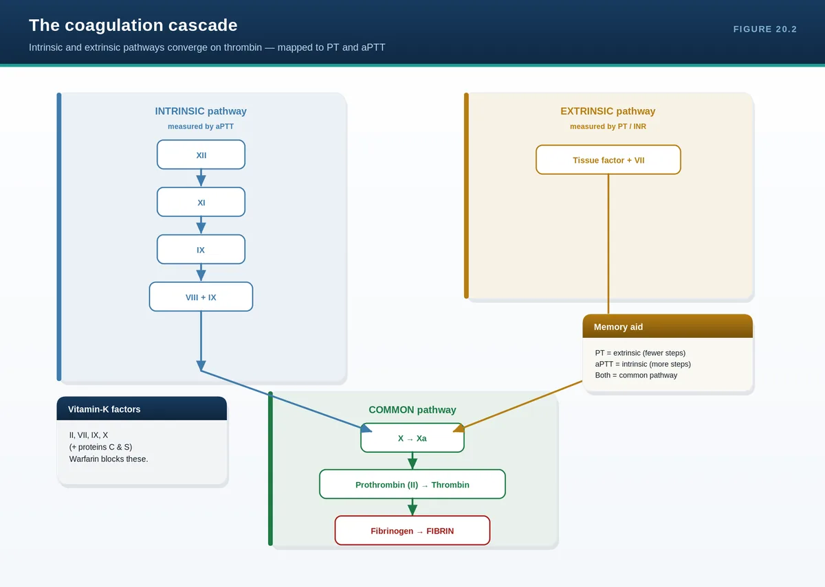 The coagulation cascade