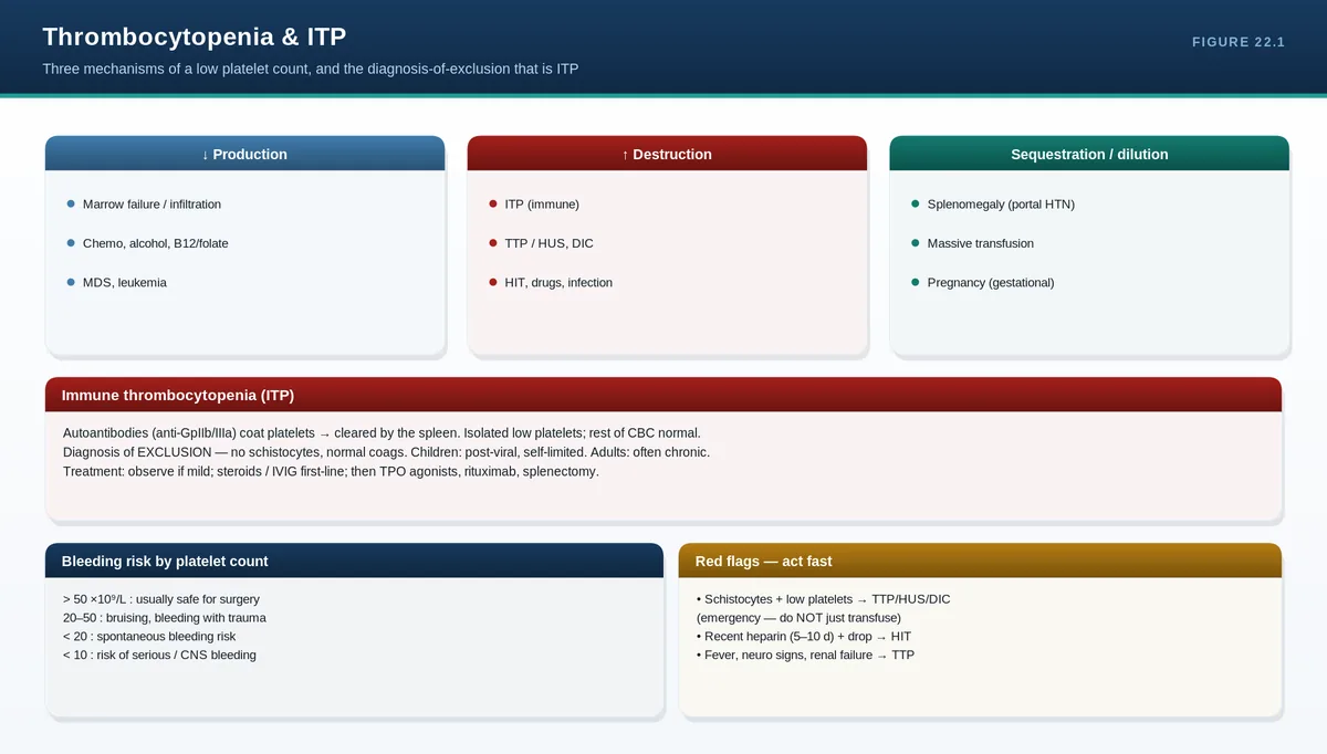 Thrombocytopenia & ITP