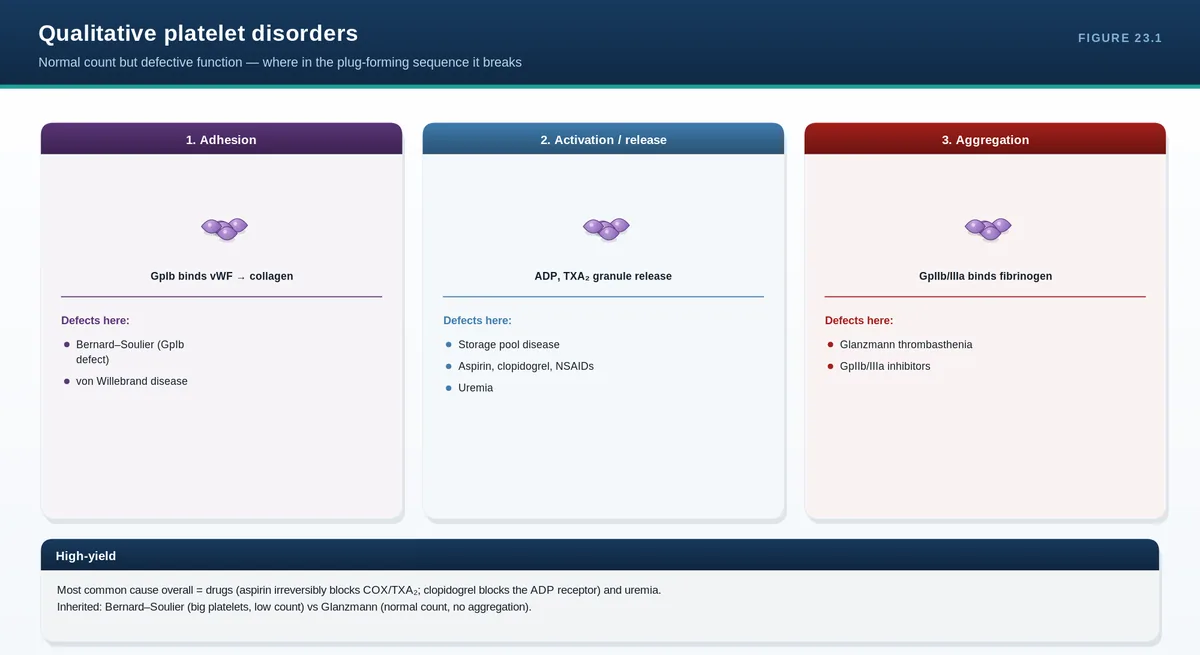 Qualitative platelet disorders