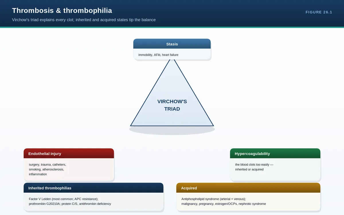 Thrombosis & thrombophilia