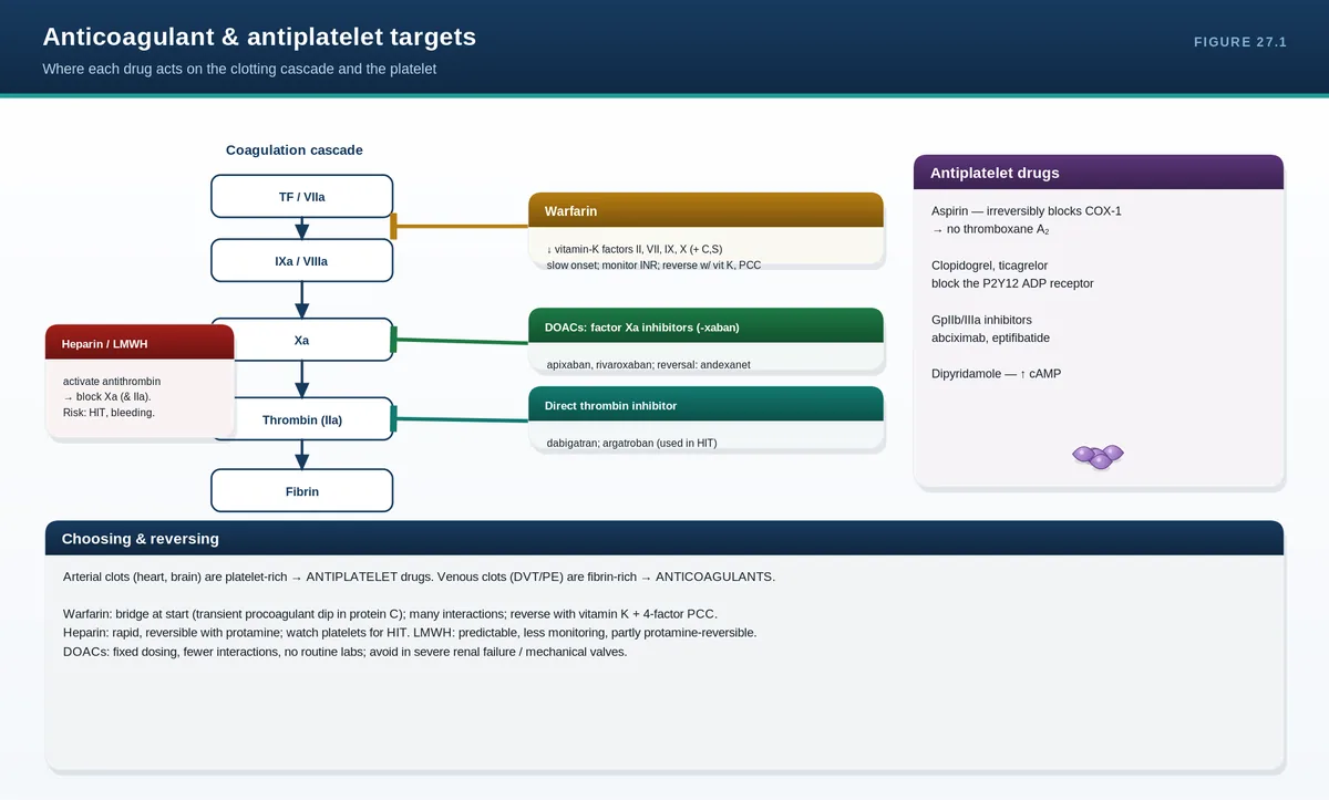 Anticoagulant & antiplatelet targets