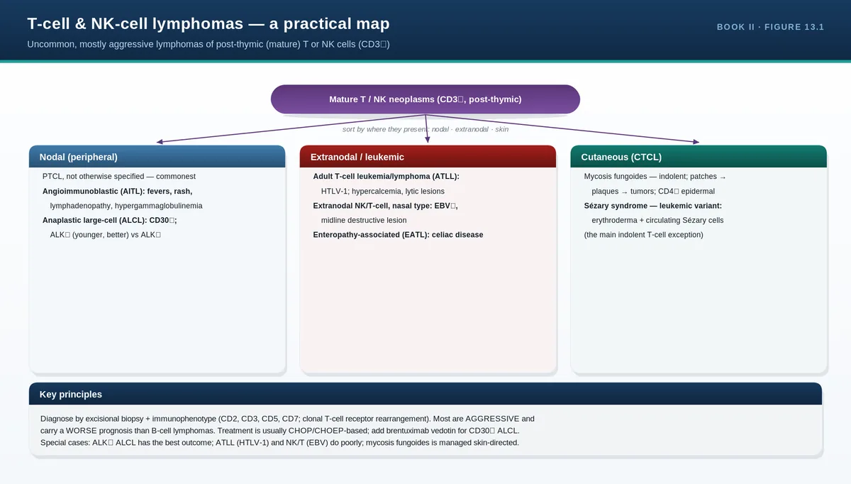 T-cell & NK-cell lymphomas — a practical map