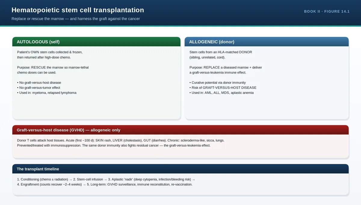 Hematopoietic stem cell transplantation