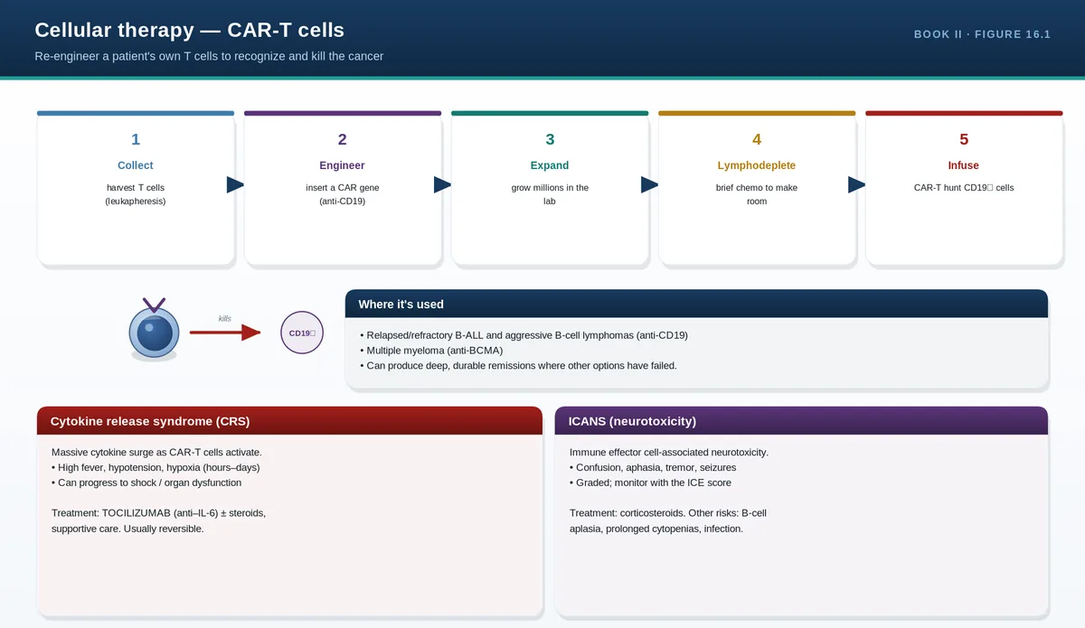 Cellular therapy — CAR-T cells