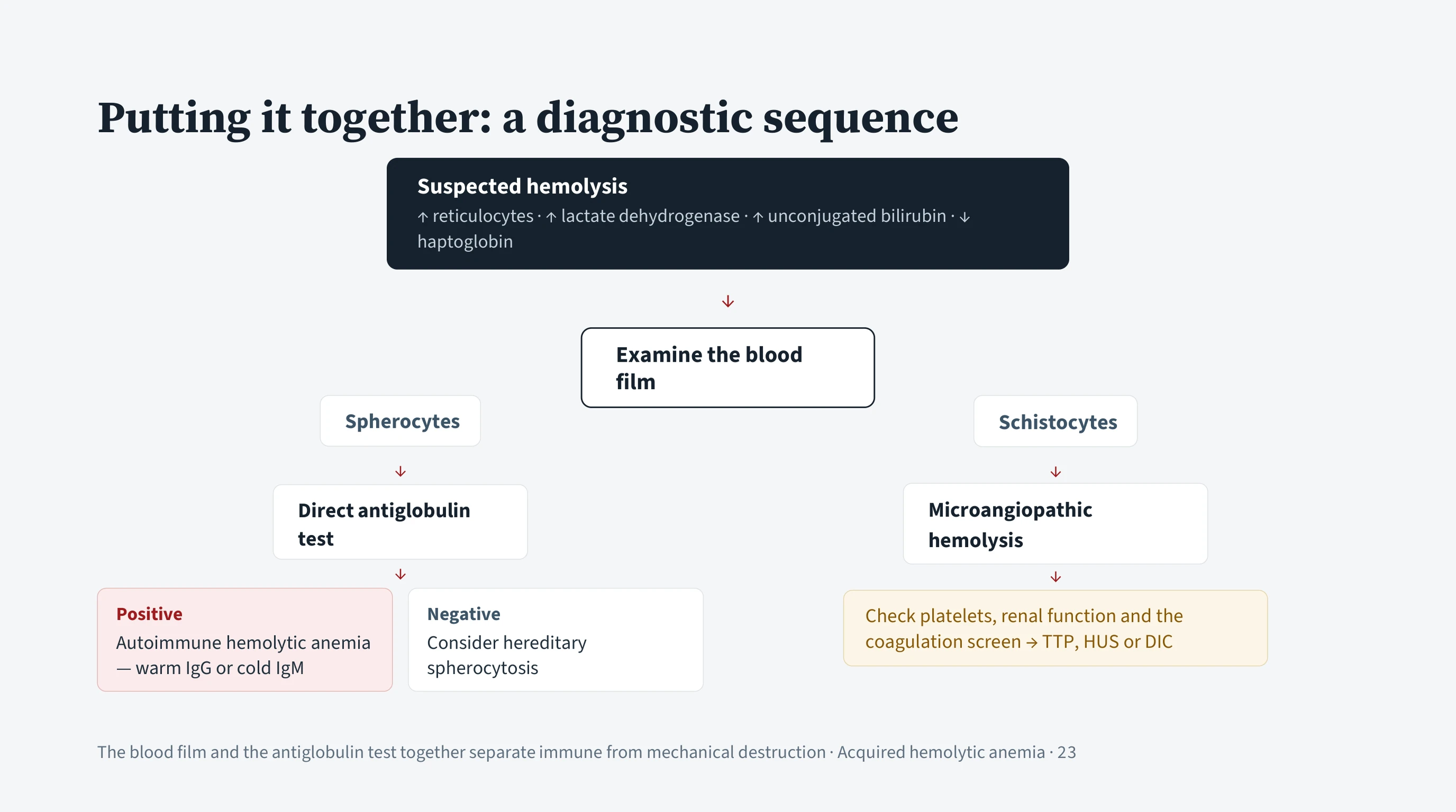 A flowchart running downward. A dark box at the top gives the four markers of suspected hemolysis, an arrow leads to examining the blood film, and the path then forks. The left branch, spherocytes, goes to the direct antiglobulin test and splits into a positive box reading autoimmune hemolytic anemia and a negative box reading consider hereditary spherocytosis. The right branch, schistocytes, goes to microangiopathic hemolysis and on to a box advising platelets, renal function and the coagulation screen.