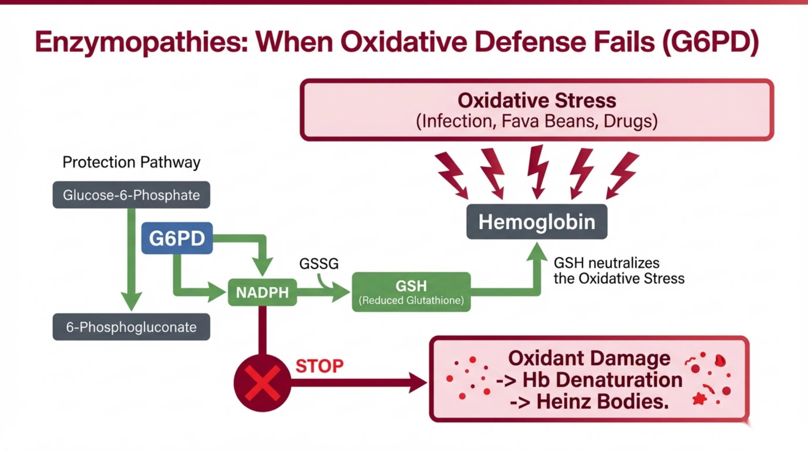 Flowchart of the G6PD protection pathway showing NADPH and glutathione neutralizing oxidative stress, with a STOP point leading to hemoglobin denaturation and Heinz bodies.