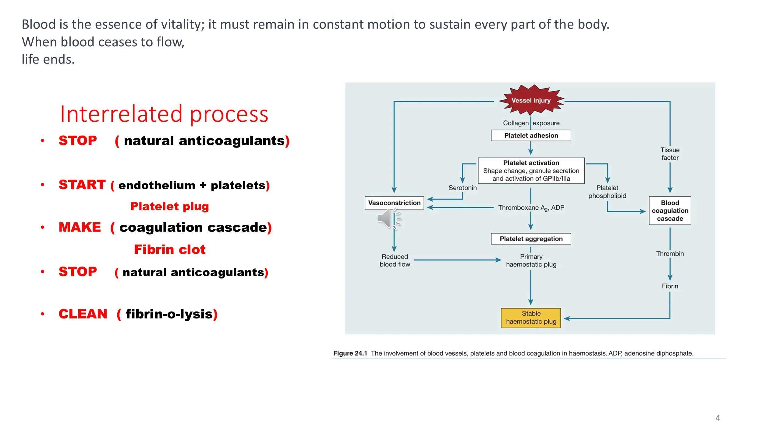 Left: an epigraph and a red-highlighted list of hemostasis phases. Right: Figure 24.1 flowchart from vessel injury through platelet and coagulation steps to a stable haemostatic plug.