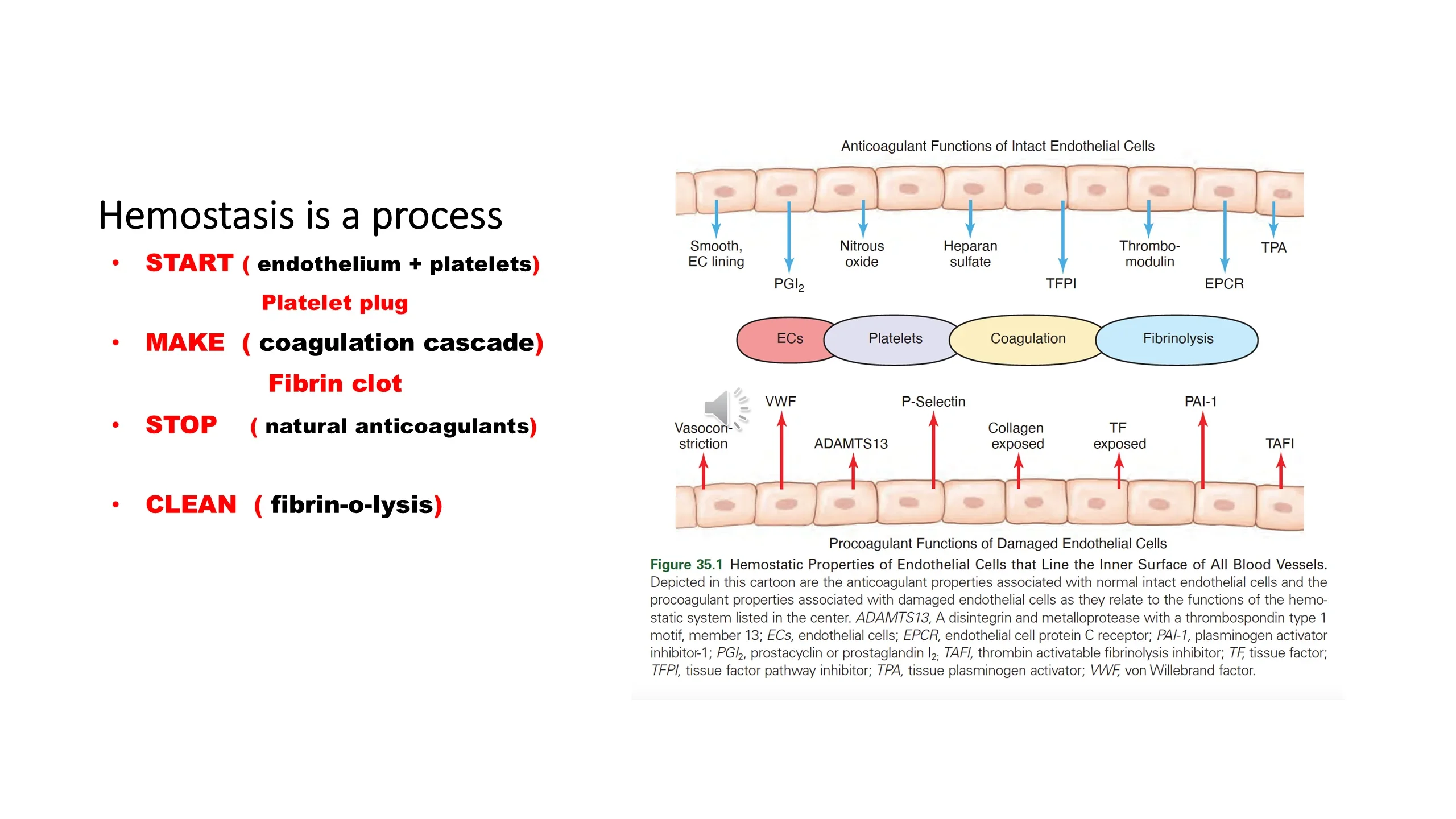 Left: red-highlighted phase list. Right: Figure 35.1 cartoon showing anticoagulant functions of intact endothelial cells (top) and procoagulant functions of damaged endothelial cells (bottom) around a central row of hemostatic components.