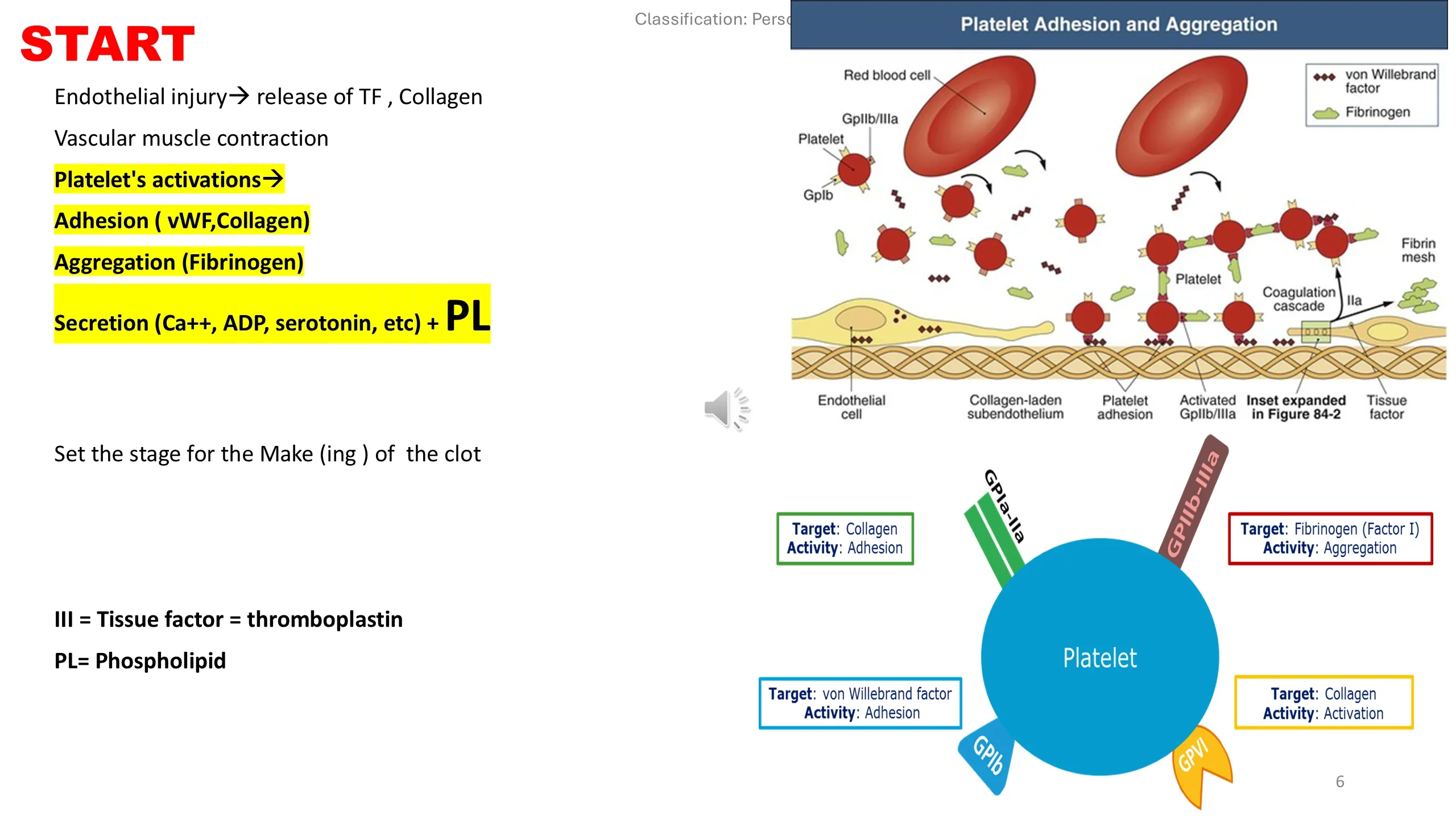 Left: highlighted text listing platelet activation steps. Right: a Platelet Adhesion and Aggregation diagram and a central platelet showing its glycoprotein receptors with their targets and activities.