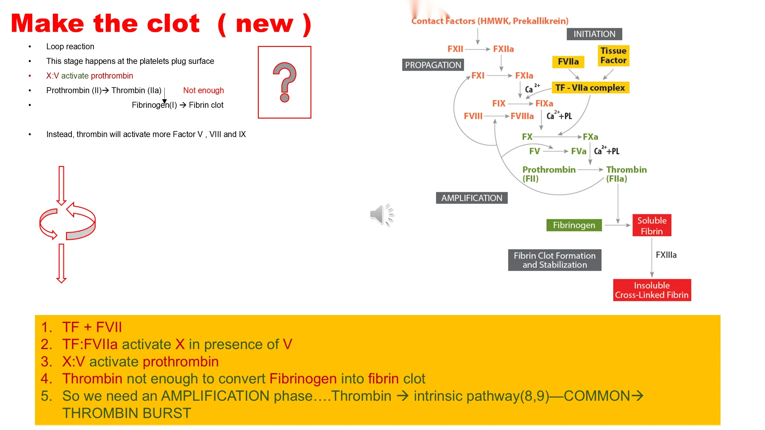 Left: bullet list with a large red question mark and a red circular-loop arrow. Right: cell-based coagulation diagram labeled INITIATION, PROPAGATION and AMPLIFICATION ending in insoluble cross-linked fibrin; large yellow box of numbered steps below.