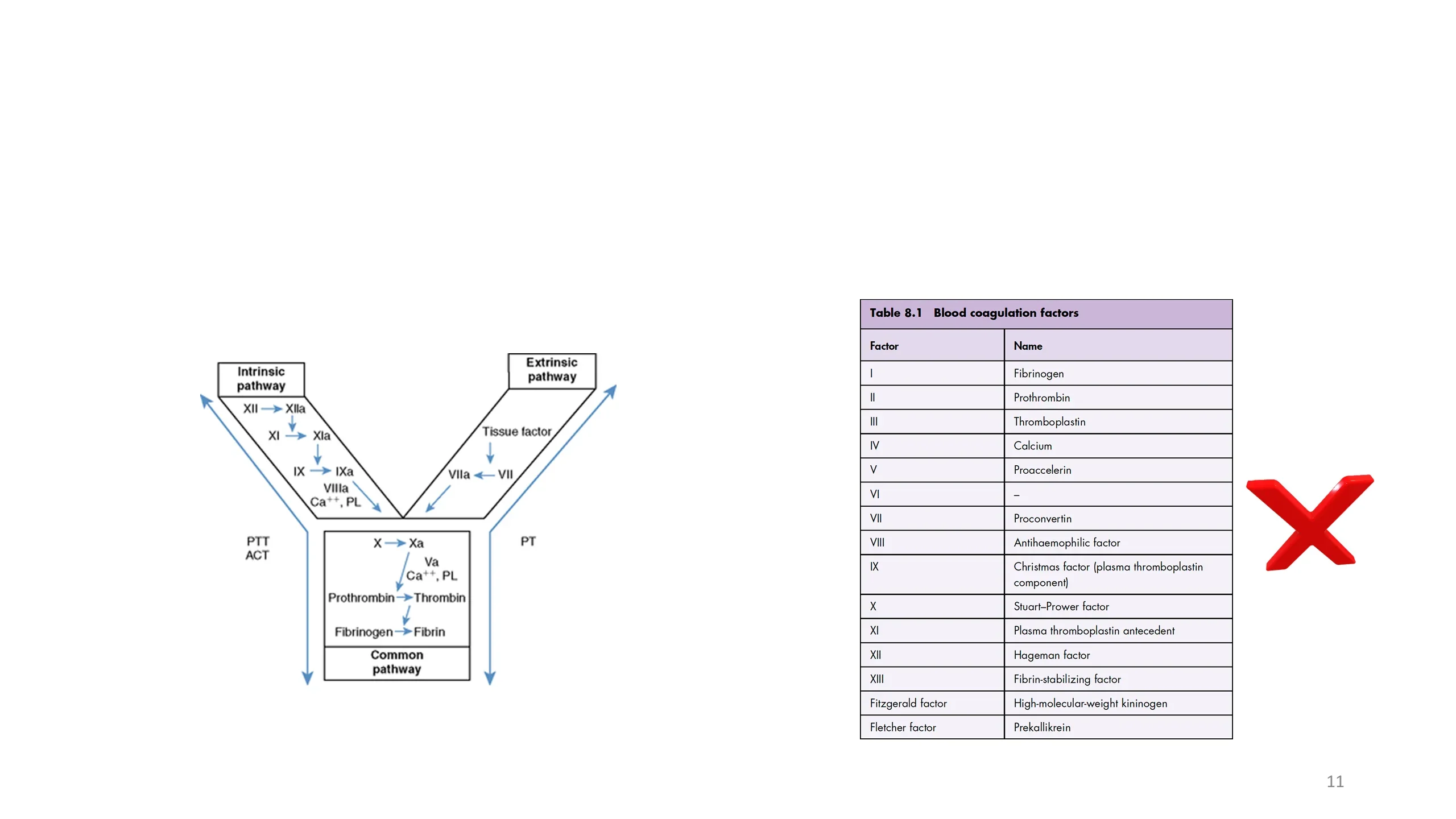Left: Y-shaped intrinsic/extrinsic/common pathway cascade diagram. Right: Table 8.1 listing coagulation factors I through XIII plus Fitzgerald and Fletcher factors, with a large red X mark beside it.