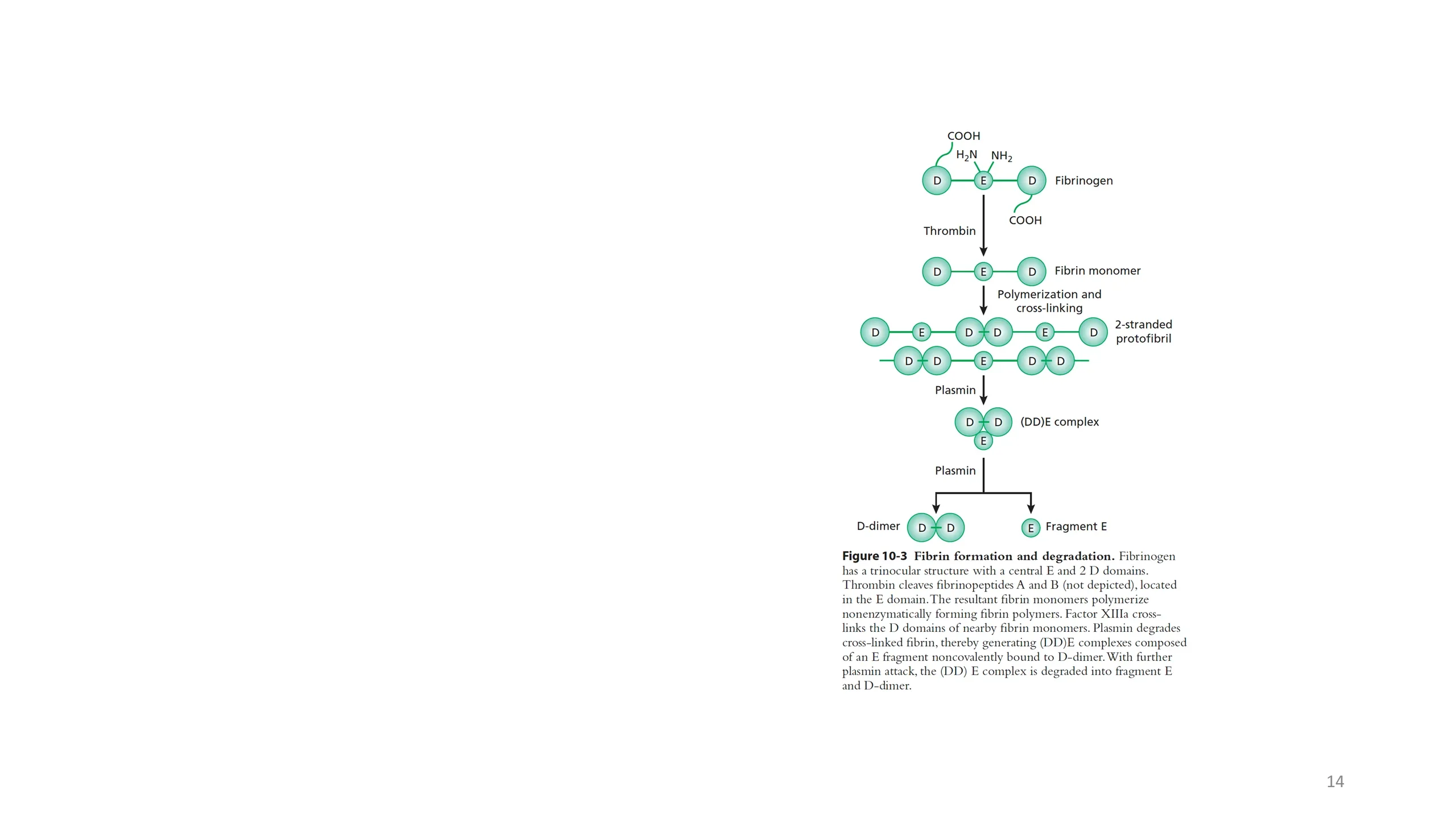 Figure 10-3: a schematic showing fibrinogen (D-E-D domains) converted by thrombin to fibrin monomer, polymerizing into a 2-stranded protofibril, then degraded by plasmin into a (DD)E complex and finally D-dimer and fragment E.