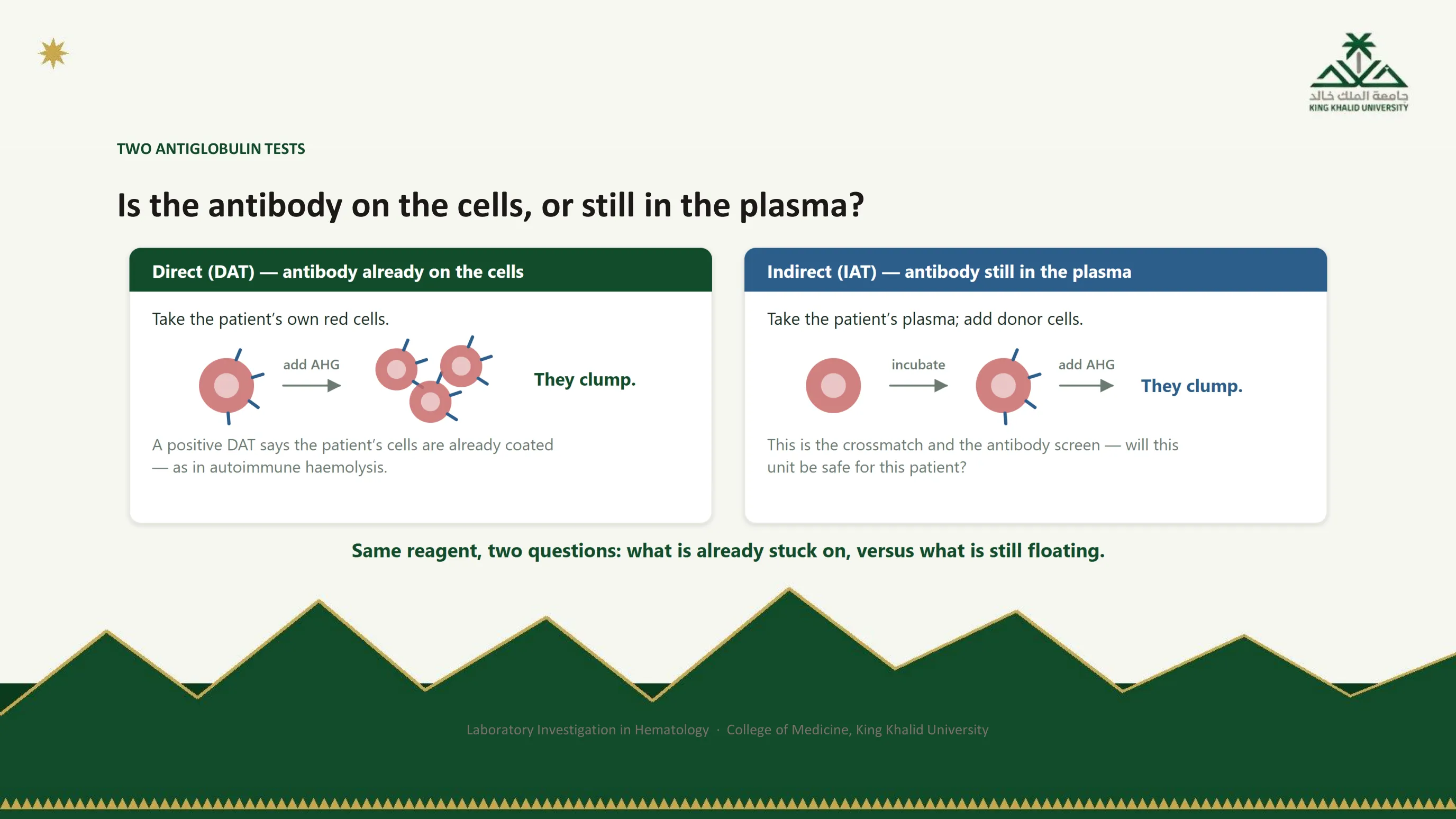 Figure of the two antiglobulin tests side by side: direct, take the patient's own red cells, add antihuman globulin, they clump, so the cells were already coated as in autoimmune hemolysis; indirect, take the patient's plasma, incubate with donor cells, add antihuman globulin, they clump, which is the crossmatch and the antibody screen. Caption: same reagent, two questions, what is already stuck on versus what is still floating.