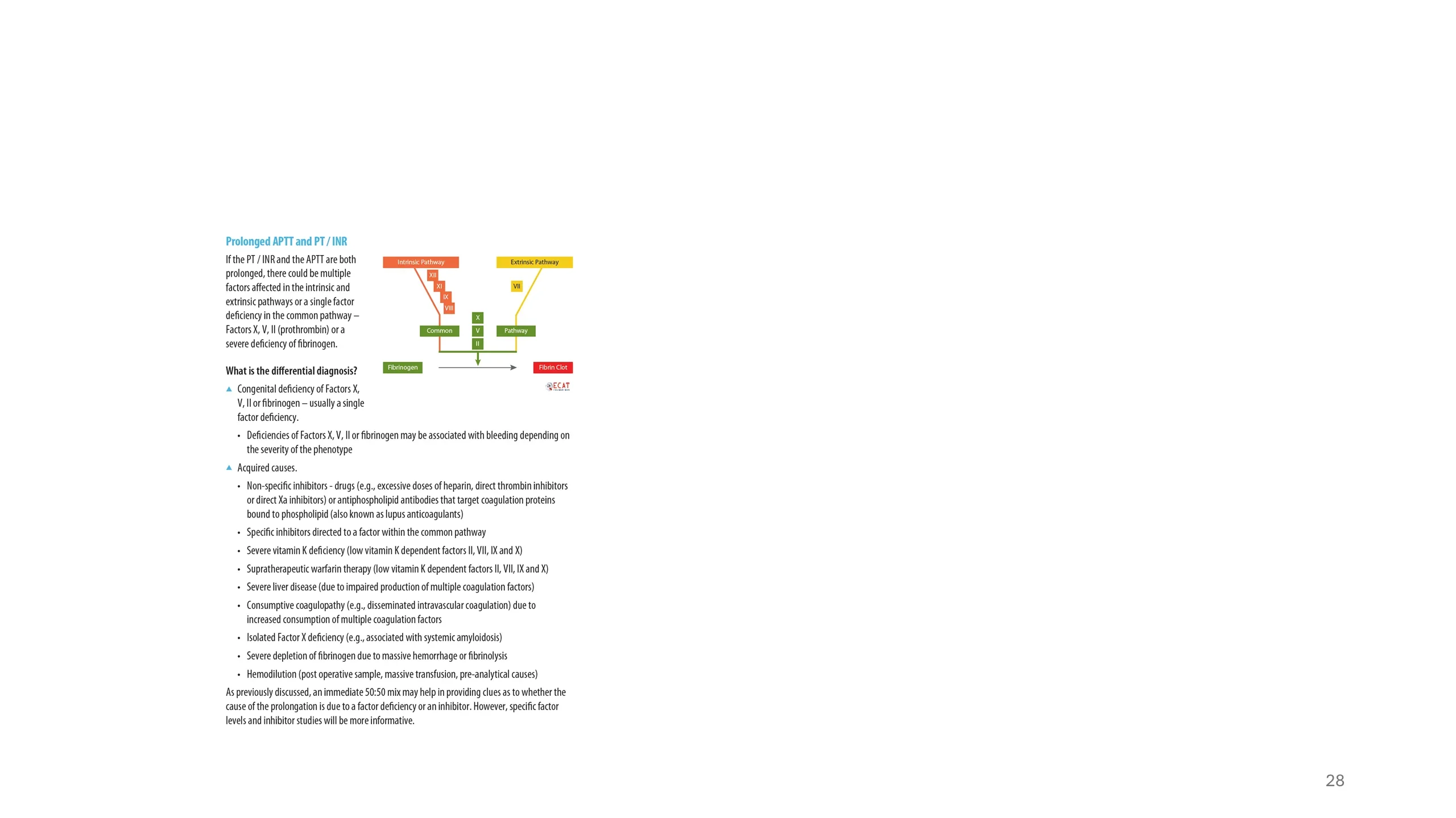 Reference slide covering the differential diagnosis when both APTT and PT/INR are prolonged, pointing to the common pathway or multiple factor involvement, with a full cascade diagram.
