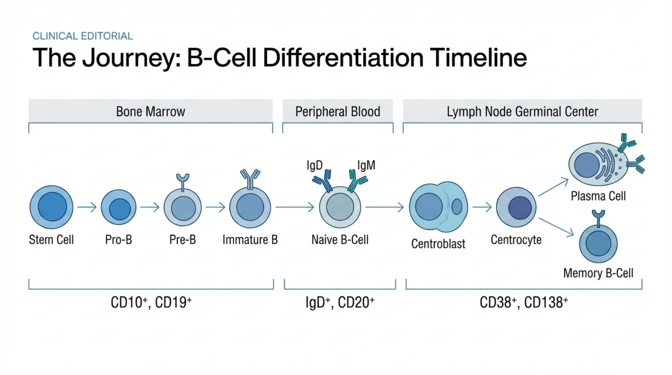 Left-to-right flow diagram of B-cell maturation across three anatomical compartments with associated immunophenotype markers beneath each.