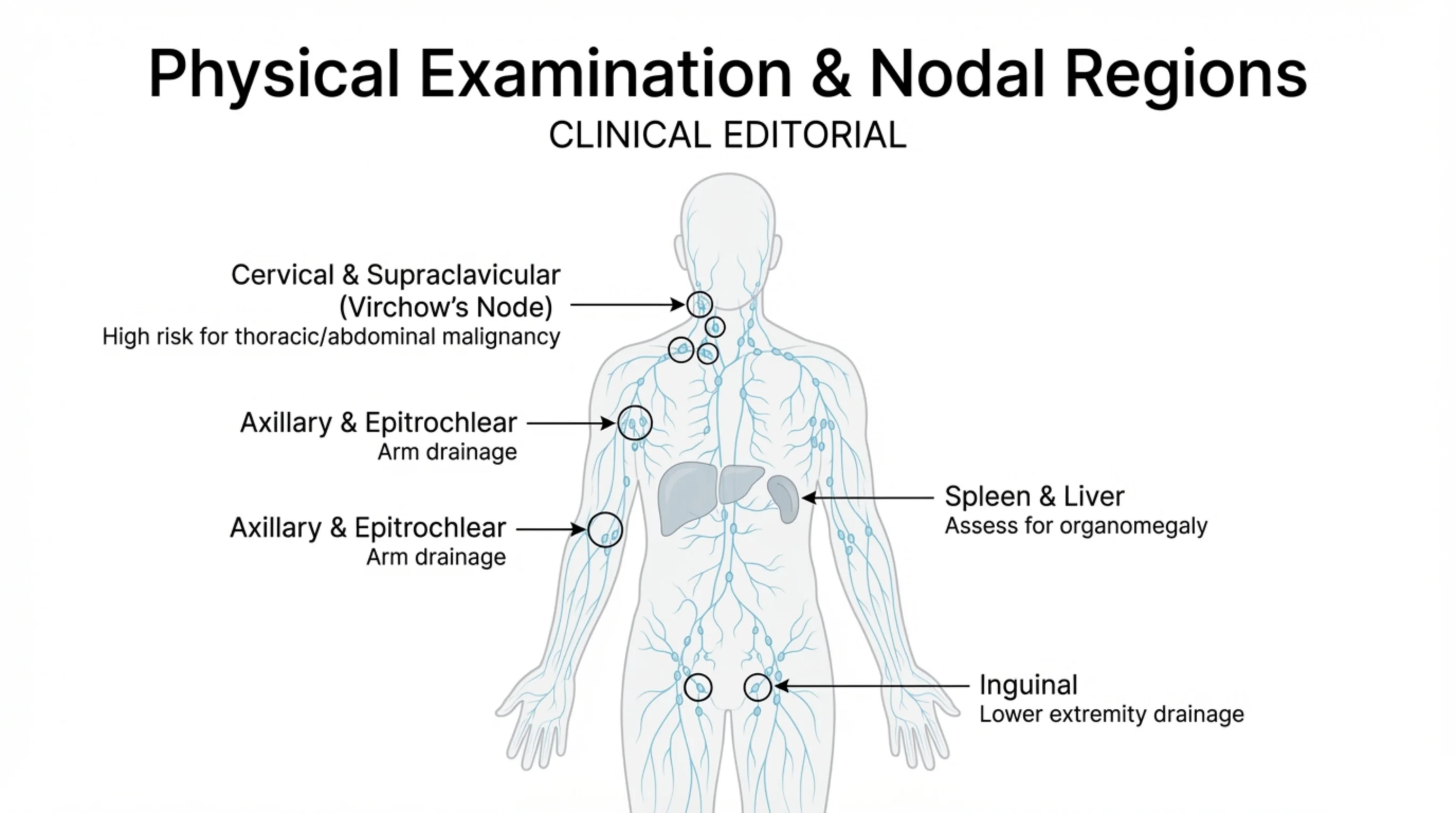 Body silhouette overlaid with the lymphatic system, circling key nodal regions and the spleen and liver, each with a labeled callout.