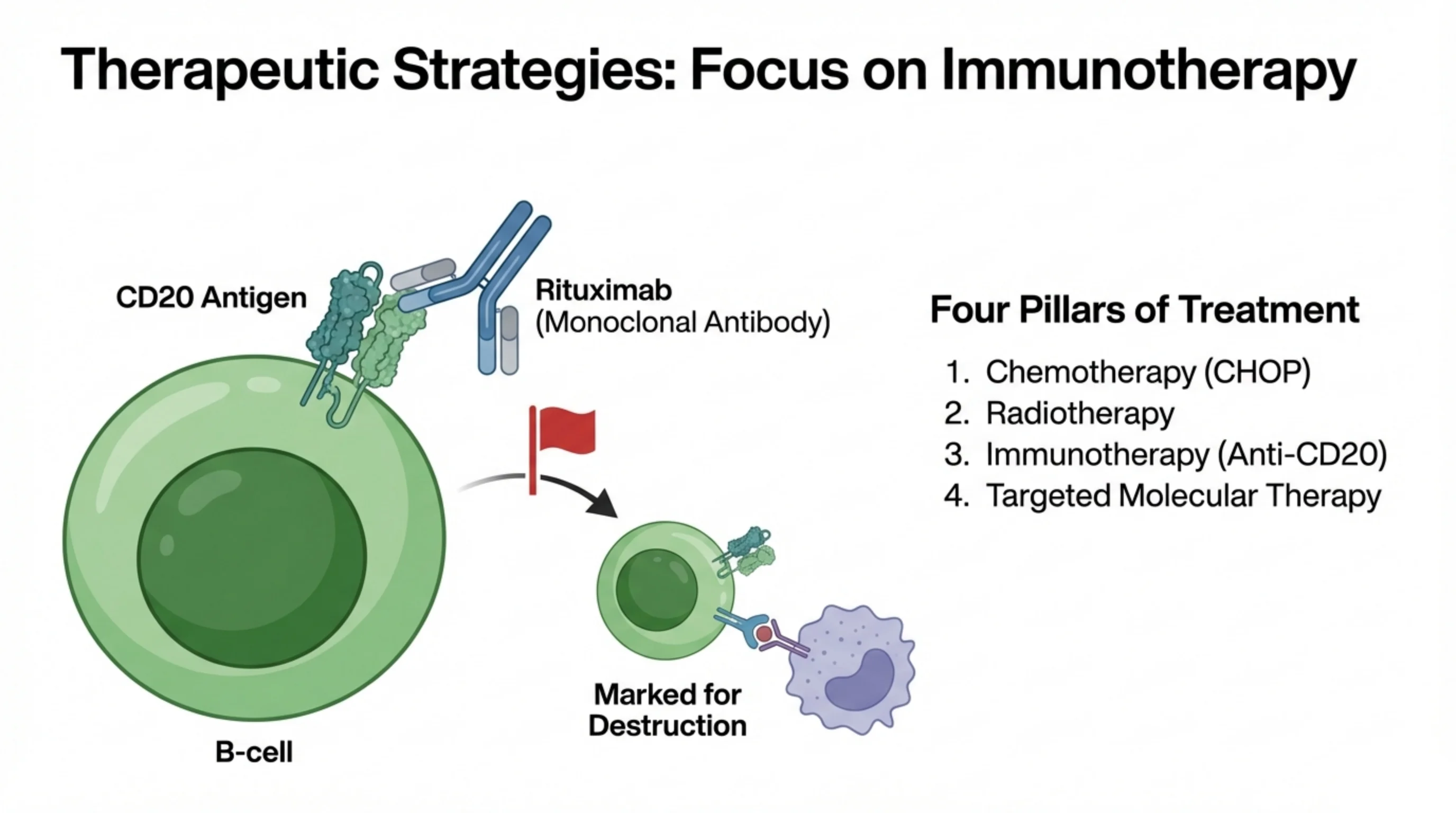 Diagram of Rituximab binding the CD20 antigen on a B-cell, marking it for destruction by an immune effector cell, beside a numbered list of treatment pillars.