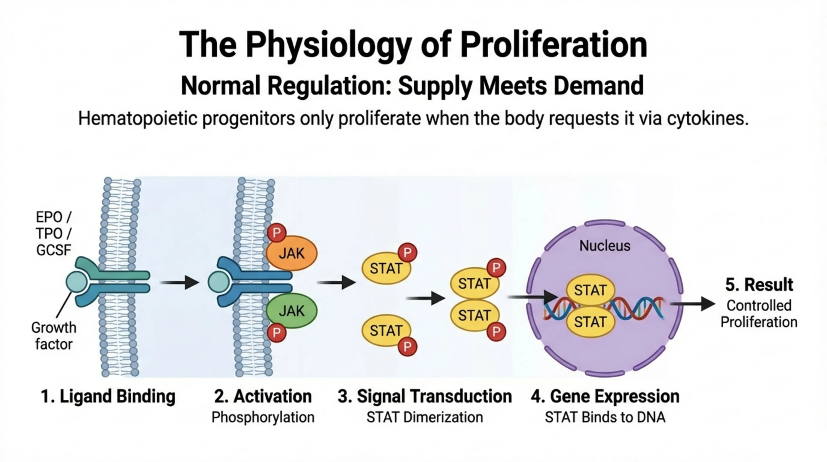 Five-step signaling diagram showing a growth factor binding a receptor, JAK activation, STAT phosphorylation and dimerization, nuclear DNA binding, and controlled proliferation.