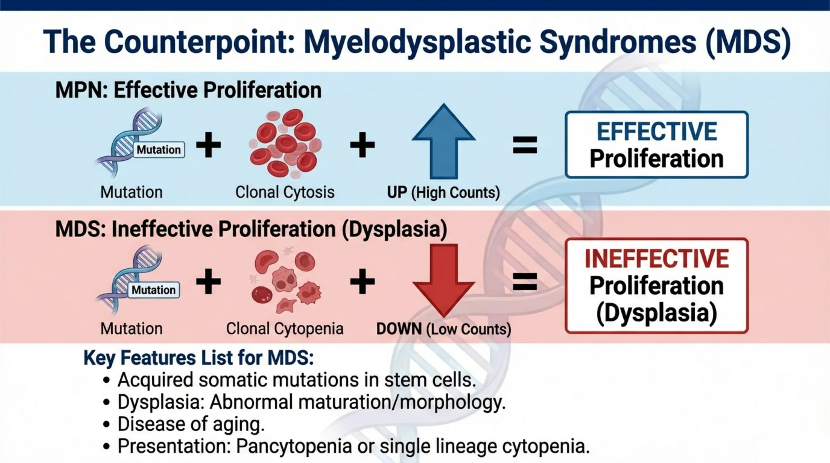 Two contrasting equations showing MPN yielding effective proliferation with high counts versus MDS yielding ineffective proliferation with low counts.
